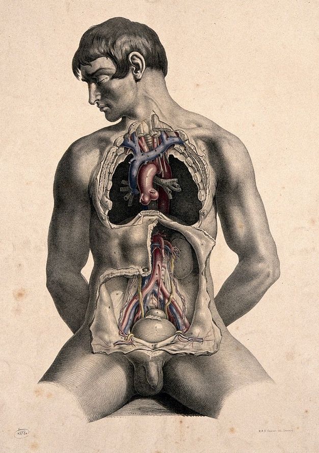 Illustration. Skin and bones have been removed to expose a man’s chest cavity, and a second area has been dissected below over the abdomen. Flaps of skin hang open around the latter. The man sits or is propped on a ledge, legs spread, and his hands tucked behind his buttocks. His head falls to our left in profile, eyes closed.