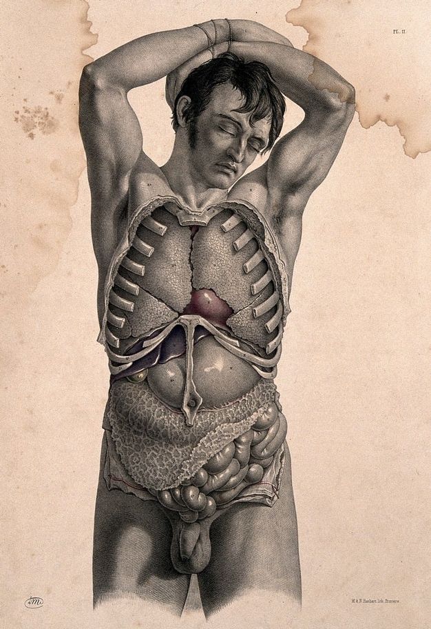 Illustration. Shown down to mid-thigh, a clean shaven man lies with hands bound over his head, the bones of his ribcage away and entire torso dissected. The man’s eyes are closed under furrowed brows.