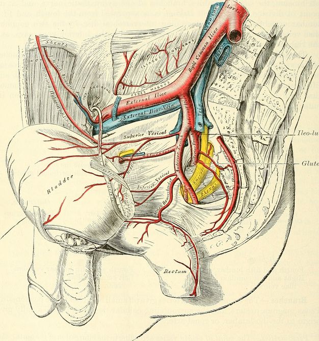 Illustration. The dissected groin area of a man has some parts coloured in blue, red, or yellow. The surrounding body, including one buttock, the penis and testicle, and the very top of the thigh, is outlined simply. The dissected area is detailed and labelled.