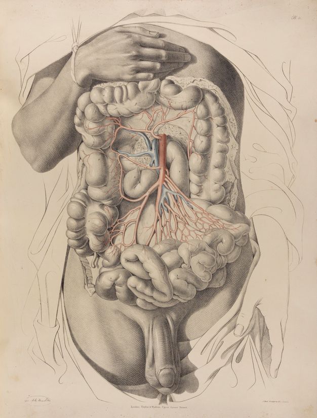 Illustration. A man’s torso has been dissected to show the organs from between the nipples to the intestines. One hand rests on his chest above the incision, a rope holding it up. The penis and testicles cast shadows on the drapery surrounding the incision. The drapery and other arm are outlined in black.