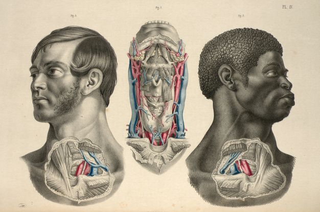Illustration. Roughly round patches of skin covering the lower neck head and upper chest of two men, one white and one Black, are removed to show muscles, organs, and tissues. The exposed organs are mirrored. Between them, a third illustration shows a dissected neck from the collarbone to the lower teeth. Parts of all three are coloured in red or blue.