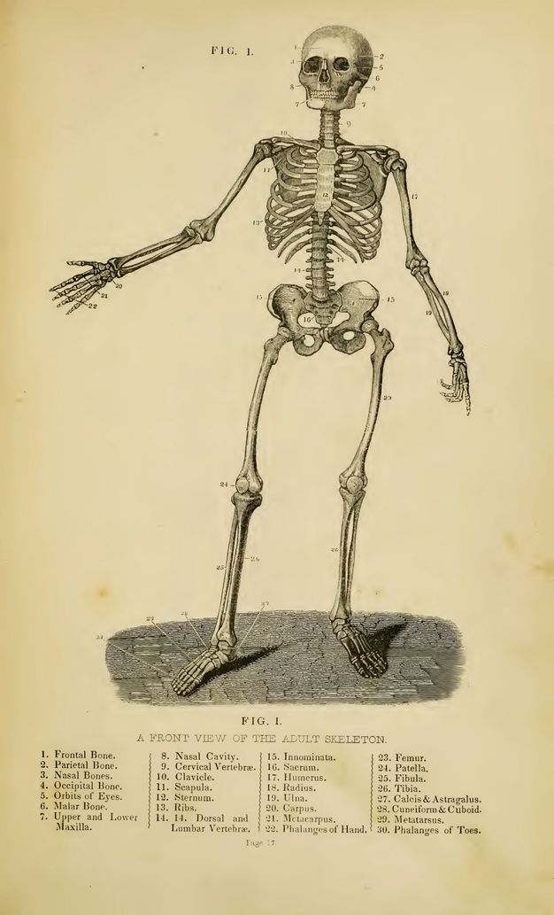 Illustration. A standing skeleton gestures to our left with one outstretched arm and has thirty parts labelled with numbers. Text below reads, “A Front View of the Adult Skeleton” over a key to the thirty bones.