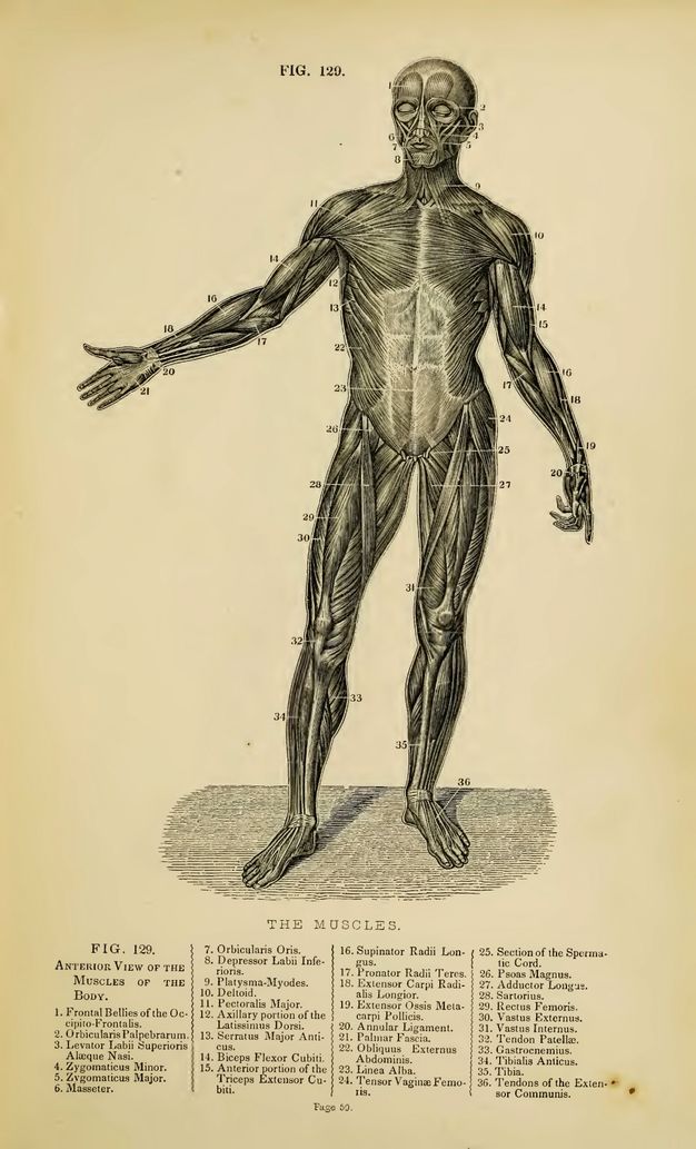 Illustration. A standing person with the skin removed gestures to our left with one outstretched arm and has thirty-six parts numbered. Text below reads, “The Muscles Fig. 129. Anterior View of the Muscles of the Body” over a key identifying the parts.