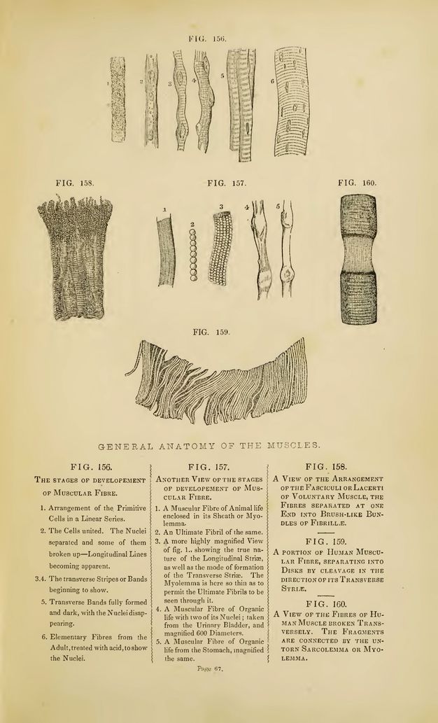 Illustration. Collection of detail views of muscles labelled, “General Anatomy of the Muscles” above a key. Close-up views of muscles are shown individually or in groups. For instance, “Fig. 156” has six details illustrating “The Stages of Development of Muscular Fibre” while “Fig. 158” shows a single specimen identified as “A View of the Arrangement of the Fasciculi or Lacerti of Voluntary Muscle, the Fibres Separated at One End into Brush-Like Bundles of Fibrille”.