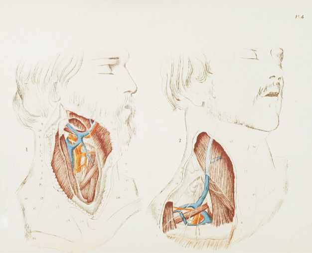 Illustration. Two men are shown from the clavicle up. Both heads face our right in profile or nearly so. Their faces and features are outlined in brown. To our left, the entirety of the side of a bearded man’s neck is dissected. Next to him, the second man has a shorter beard, and the dissected area covers his neck and over the clavicle. The dissected areas are coloured in dark red, blue, and orange.