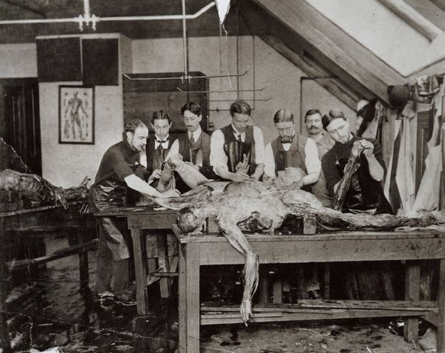 Black and white photograph. A partially dissected person lies face down, a dissected arm falling off the front edge of the table. Six pale-skinned men work on this or another cadaver behind. Two of the men smoke cigars, and a seventh man looks at us from the background. Another corpse is laid out to our left in front of an anatomical chart hanging on the wall.