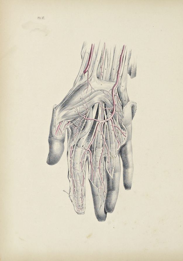 Illustration. A dissected hand and wrist are shown against a blank background. Vessels are painted red, and the skin is shaded in delicate, silvery tones.