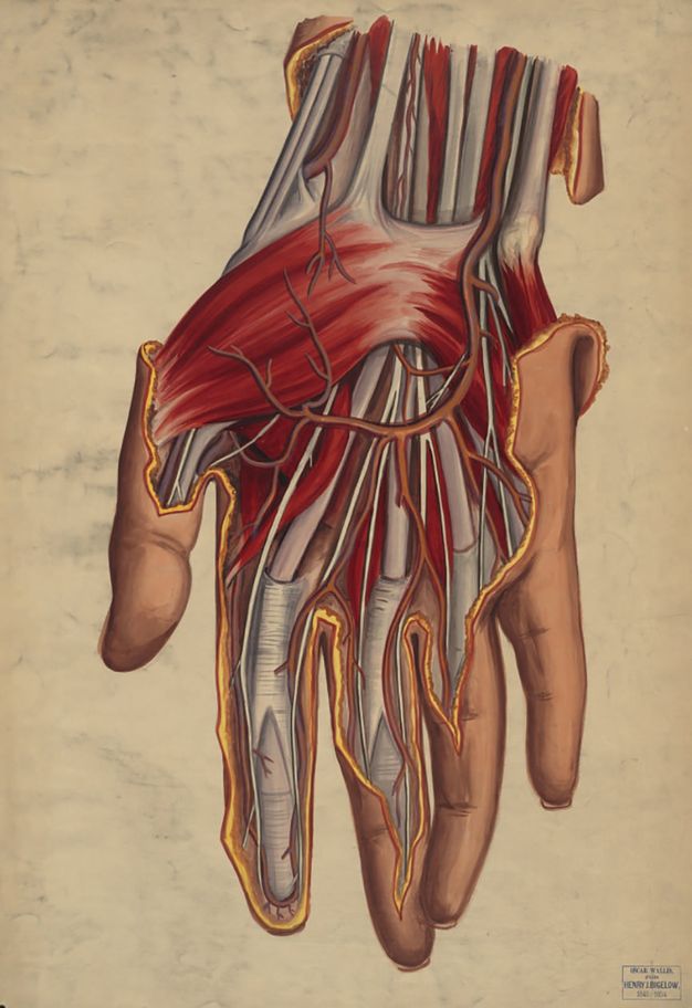 Watercolour. A dissected hand and wrist dangle from the top of this composition. Parts are painted in opaque, crimson red for muscles, grey for bones and connective tissue, and saturated peach for the skin.