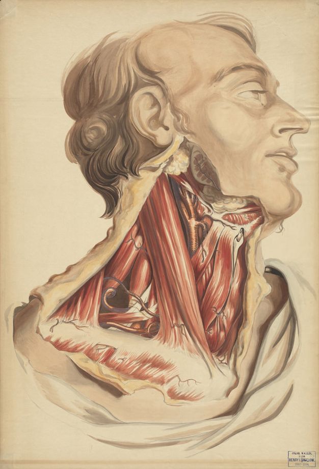 Watercolour. Shown from the shoulders up, a man’s head turns to our right in profile. The area from the earlobe to the clavicle is dissected, the skin folded back. The surface of the skin is a pale peach colour, and the underside is parchment yellow. The muscles are bright red. His eyes are open and his lips parted. Drapery covers his shoulders under the dissected area.