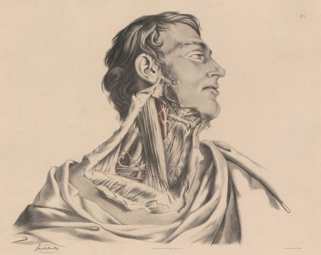 Illustration. Shown from the shoulders up, a man’s head turns to our right in profile. The area from the earlobe to the clavicle is dissected, the skin folded back. Vessels are painted red, and the rest is shaded in tones of grey. The man’s eyes are open, and his lips are parted.