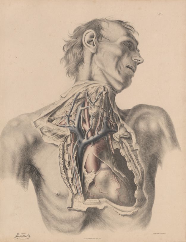 Illustration. The neck and chest of a gaunt man have been dissected and some parts coloured in red or blue. The man’s head turns to our right, his eye sockets in deep shadow and his high cheekbones pronounced. His lips are open.