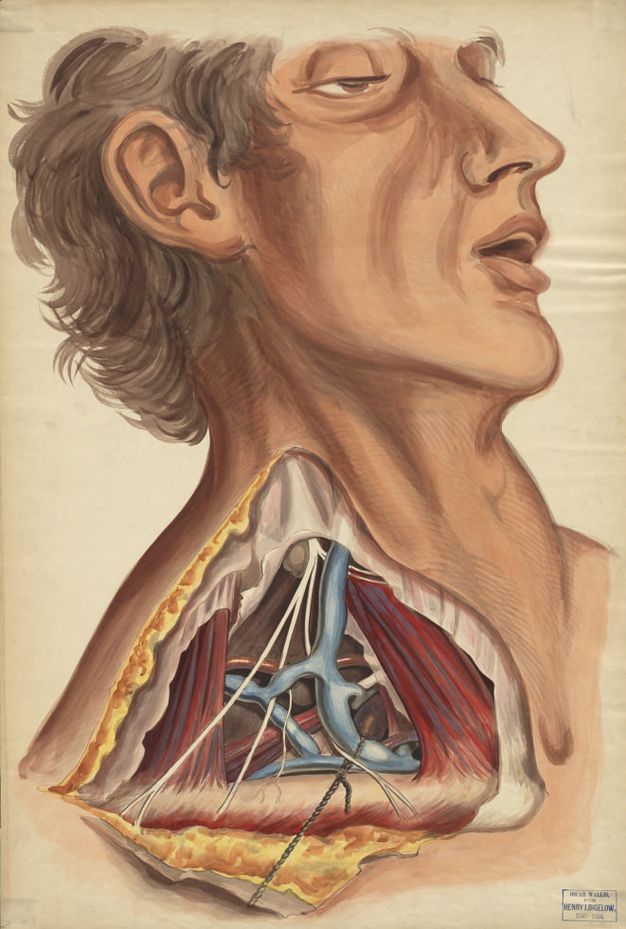 Watercolour. Shown from the chest up, a clean shaven man faces our right profile. The side of his neck and along his clavicle have been dissected. The skin is painted a peach colour, the hair ash brown. The dissected area has blue and red veins and arteries and red and white connective tissue, muscle, and bone. The underside of the skin is honey yellow.