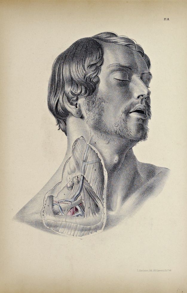 Illustration. The side of the neck and the corresponding clavicle is dissected so vessels and muscles are exposed. The arteries are coloured red and the veins blue. The man’s head is turned to our right almost in profile, his eyes are closed, and his mouth open. His hair curls back from his face, and he has a short beard.