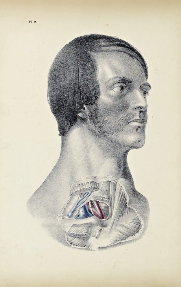 Illustration. Shown from the clavicle up, a man’s lower neck and upper chest are dissected. His pale-skinned face angles to our right. He has smooth, dark hair and mutton chops connect with a moustache. His eyes are open and his lips closed. Veins are painted blue and arteries red in the dissected area.