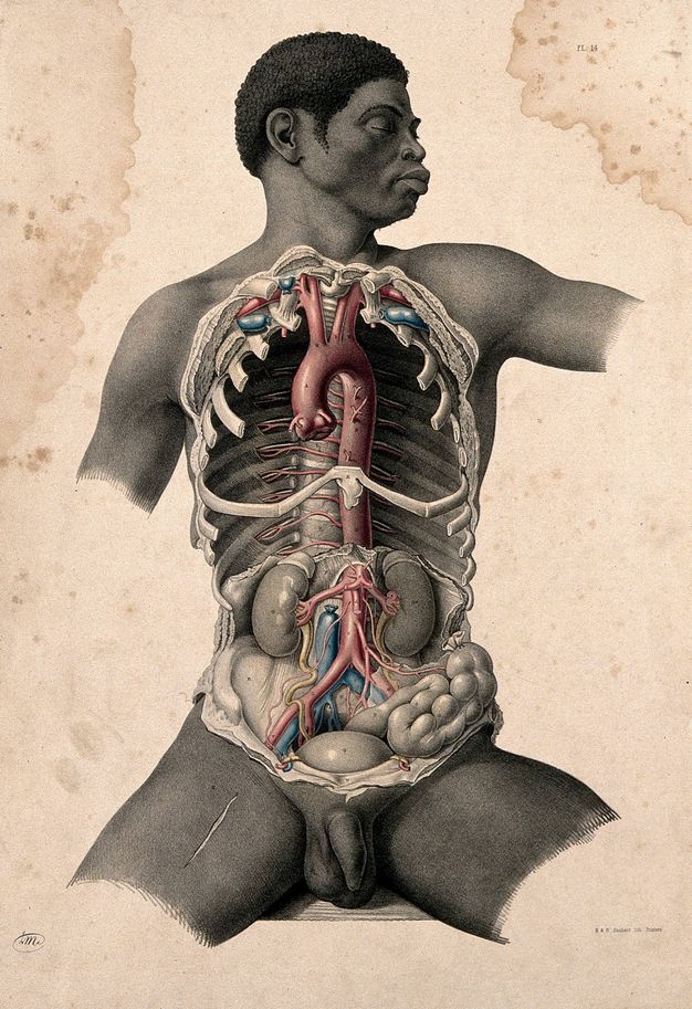 Illustration. The chest cavity and abdomen of a nude Black man are exposed. Some of the parts are painted red, blue, or yellow. His head turns to our right, eyes closed. His body is shown to the upper arms and upper thighs.