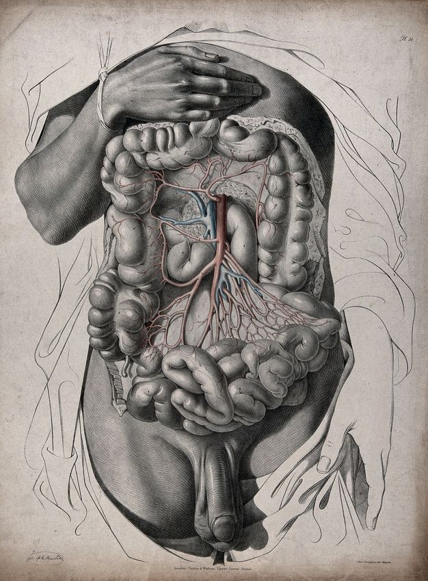 Illustration. The torso of a man has been dissected. Arteries and veins are coloured red or blue. One wrist is tied up so the hand rests on the upper chest. That arm and the torso are highly detailed. The other arm and drapery surrounding the torso are line drawings.