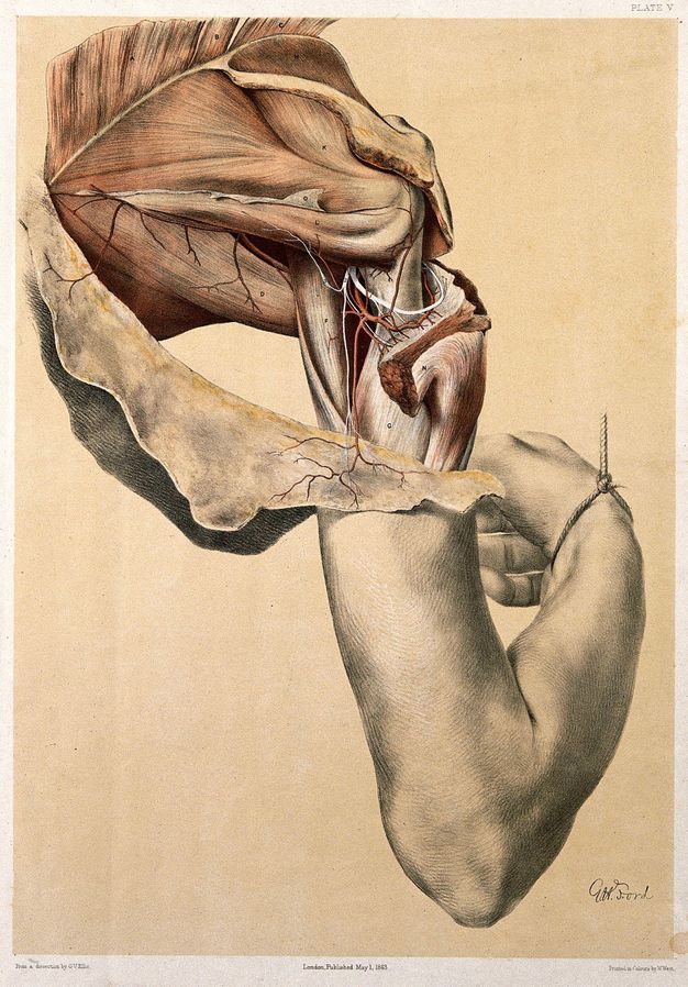 Illustration. The skin is peeled from a shoulder over an intact arm against a blank background. The muscles, bones, and vessels of the shoulder are revealed over skin that droops like a shawl wrapped around one’s upper arms. The elbow is near the lower right corner, and the hand moves away from us, its wrist tied.