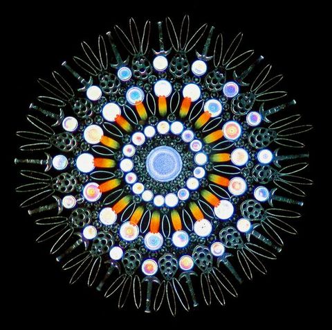 Microphotograph. Taken with the aid of a microscope, a pattern of rings, pointed ovals, and lacy structures are made of the opalescent scales of butterflies along with single-celled organisms.