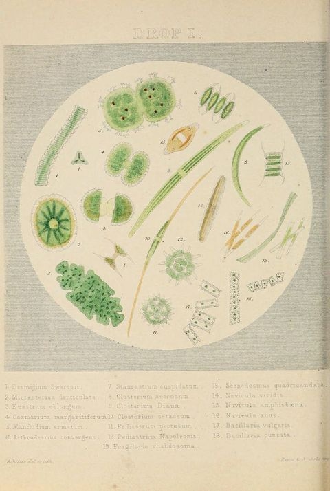 Illustration. Nineteen stick-like, circular, rectangular, spherical, or ovoid organisms are drawn and coloured mostly with spring green and numbered within a circular field. The area around the circle has closely spaced parallel lines. An index with their Latin names is below.