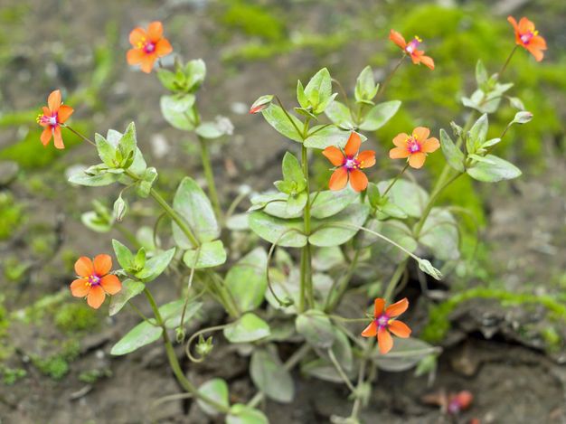 Five-petaled, flame-orange flowers with pink centres and yellow-tipped stamens have pointed, oval-shaped leaves.