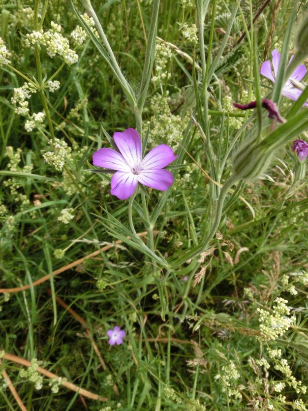 Five-petaled flower is white at the centre and bright purple at the rounded ends. Each petal is streaked with dark purple lines. The flower grows on leggy stems with narrow leaves.