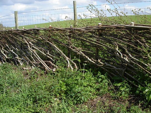 Plants have been intertwined and coaxed into a living fence, which here fronts another fence with barbed wire across the top. Leafy plants grow close to us, in front of the living fence, and a green field is beyond.