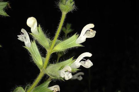 A sprig of flowers against a black background has white blossoms emerging from green trumpet-like sepals along a hairy stem.