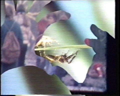 Video still. A spider walking along a green stem is overlaid with the outline of hands with thumbs joined. The area within the hands is a blur of purple, red, and blue.