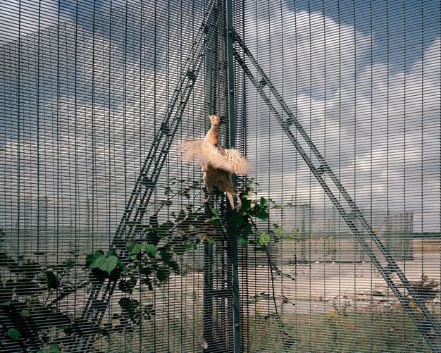 A bird flails in the corner of narrow, black fencing. More fencing is across a patch of dirt, and puffy white clouds fill the blue sky above.
