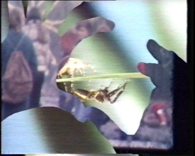 Video still. A spider walking along a green stem is overlaid with the outline of hands with thumbs joined. The area within the hands is a blur of purple, red, and blue.