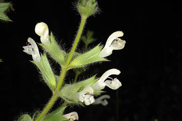 A sprig of flowers against a black background has white blossoms emerging from green trumpet-like sepals along a hairy stem.