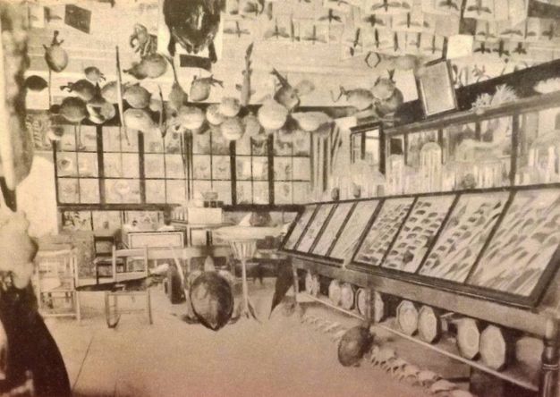 A sepia-toned photograph of a curiosity shop displaying mounted fish, shells, and various specimens in glass cases and hanging from the ceiling.