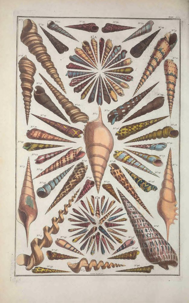 A scientific illustration of various species of sea shells, arranged in a radial pattern with detailed hand-coloured markings.