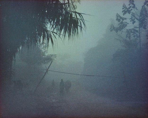 Colour photograph. A road intersects the middle of a misty tropical jungle with two people. The second person on the right walks beside a cattle animal. Slim, tall poles can be seen in the middle ground near both figures.