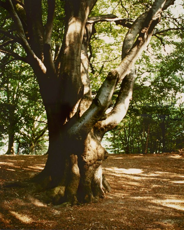 Colour photograph. A gnarled bark tree with curved branches extends from the ground in the centre. A canopy of light and dark green leaves encircles the tree with cast sunlight and shadows.