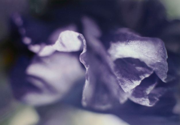 Colour photograph. Close-up view of an iris flower in a purple tone. Velvet-textured petals with hair-like fibres dominate the central horizontal plane while light and shadows cover the photograph, including the crisp iris petal edges.