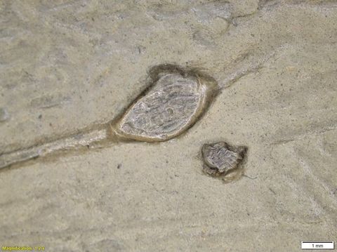 Colour photograph. Close-up detail of a passage of beige paint with a textural surface. Two lightly raised areas can be seen in the centre of the image. On the lower left yellow text reads, ‘Magnification: 1.2 x’. On the right, a small white rectangle bears text reading ‘1 mm’.