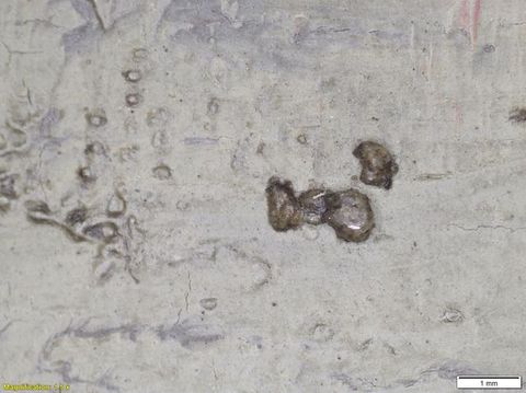 Colour photograph. Close-up detail of a passage of grey paint with a textural surface. Two lightly raised areas can be seen in the right of the image. On the lower left yellow text reads, ‘Magnification: 1.5 x’. On the right, a small white rectangle bears text reading ‘1 mm’.