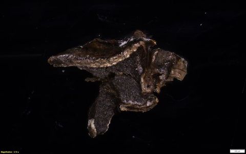 Colour photograph. Magnified photograph of a rock or mineral in dark brown, showing a close-up view of its surface and texture against a black backdrop.