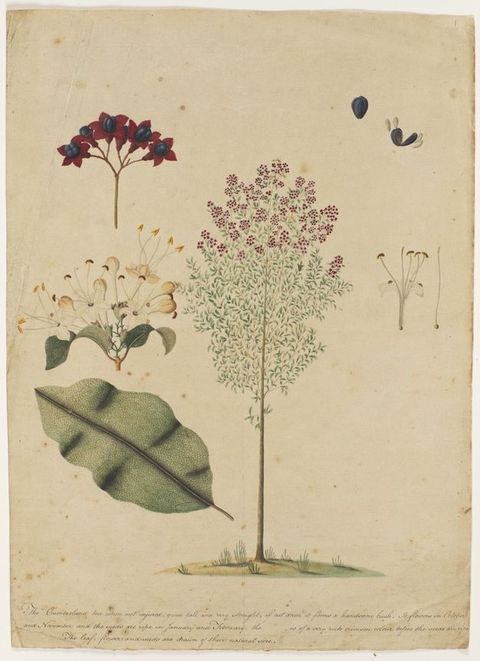 Watercolour. Illustration of a slender tree sprouting from a patch of pale green grass on white paper. Detailed sections of the tree, including a leaf, buds, and flowers, float around it, while a passage of handwritten text runs along the bottom of the paper.