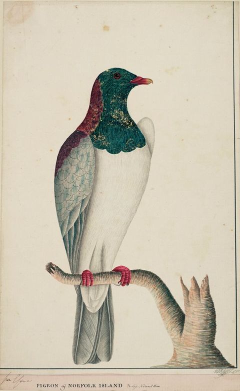 Digital Facsimile. A bird with a green and gold head, grey wings, pink beak and white chest is perched on the branch of a low tree stump. Text along the lower edge reads, 'Pigeon of Norfolk Island'.