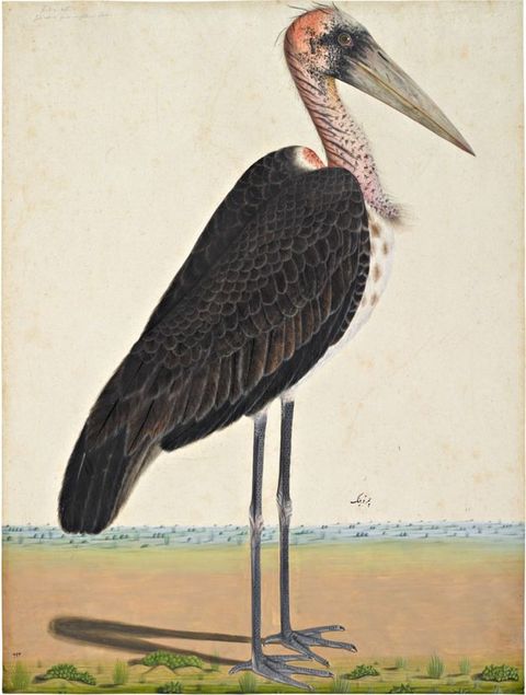 Watercolour. A bird with long legs, an extended beak, dark grey wings and a pink-tinged head stands on a pale patch of sand, on which green plants can just be seen in the foreground. A low horizon in the distance reveals a strip of blue sea.