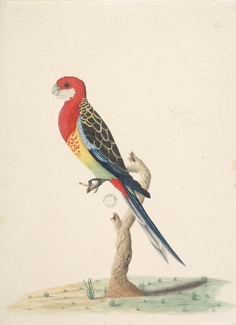 Watercolour. A vibrantly-coloured bird, with a red head and chest, and a stout beak, sits perched on the branch of a short tree, which can be seen sprouting from a patch of pale green grass below.