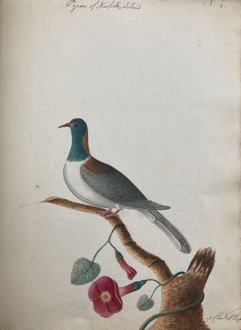 Watercolour. A stout bird with a grey head and white chest is perched on a brown branch which emerges from a brown tree stump in the foreground. Green vines spiral around the trunk, featuring several leaves and dark pink flowers. Small passages of hand-written text run along the upper centre and lower left of the page.