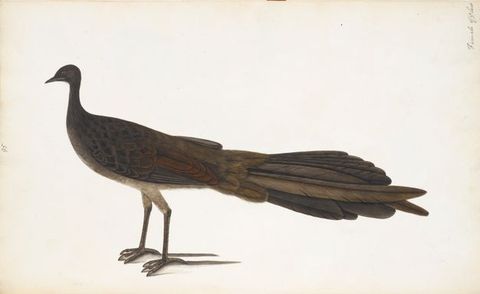 Watercolour. A painting depciting a darkly coloured bird against a stark white background. The bird faces to the left of the image and has a small beak, a small head, and long tail and legs.