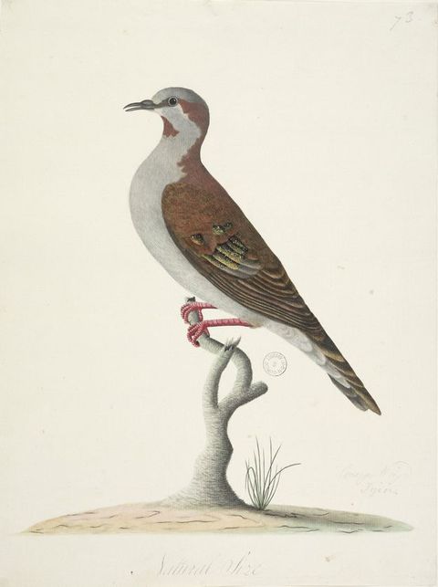 Watercolour. A brown and white bird sits on the branch of a short, silver tree, which emerges from a patch of pale, dry-looking earth.