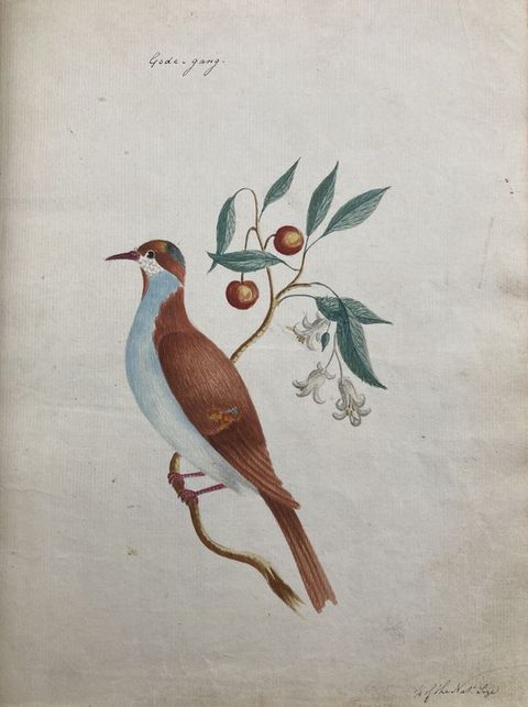 Watercolour. A brown and white bird perches on a slnder tree branch, from which sage green leaves, brown berries, and white flowers sprout.