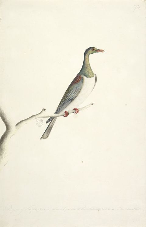 Watercolour. A colourful depiction of a bird with a long green neck, grey wings and a white chest, resting on a slender branch against a white background.