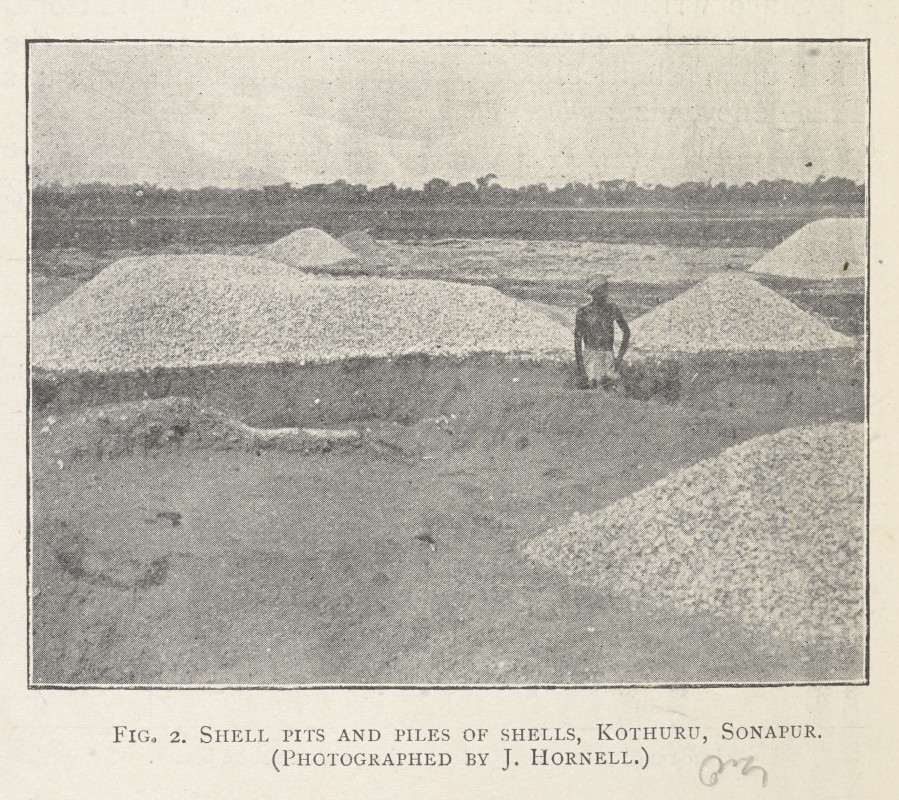 1916, from <i>Madras Fisheries Department Bulletin</i>, No. 8 (1916): 126. Collection The British Library (Asia, Pacific & Africa ST 302).
